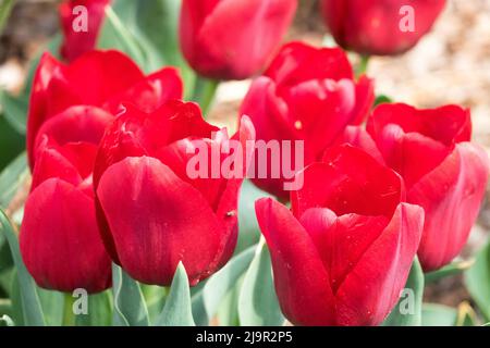 Frühlingsrote Tulpen, Tulpe 'Pallada' Stockfoto