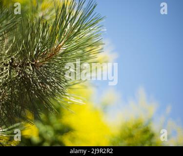 Hintergründe für Text. Blauer Himmel. Grüne Nadeln von Kiefer. Gelbe Blüten. Speicherplatz kopieren. Stockfoto