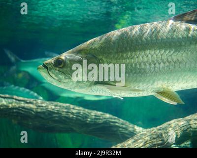 Atlantischer Tarponfisch, auch bekannt als der Silberkönig, schwimmt im Aquarium. Es ist ein Rochenflocken-Fisch, der Küstengewässer, Mündungen, l bewohnt Stockfoto