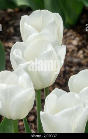 Tulpen Royal Virgin Tulipa Weiße Blütenblätter Tulpe Frühlingsblumen Stockfoto