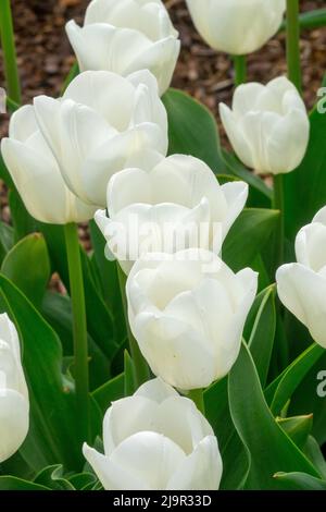 Tulipa 'Royal Virgin' weiß schöne Tulpen Stockfoto