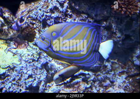 Chaetodontoplus septentrionalis, der blaugestreifte Engelfisch und der blaublütige Engelfisch, ist eine Art mariner Rochenflossfische, die im Aquarium Aqu schwimmt Stockfoto
