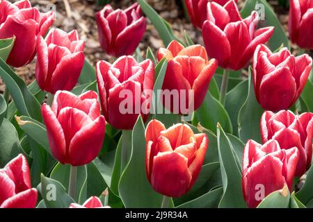 Weiß gefütterte Blütenblätter Rote Tulpen 'Vampir' im Blumenbett, Frühling Stockfoto