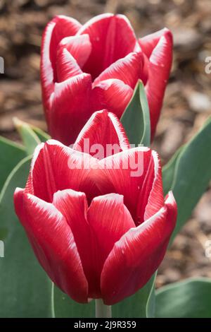 Tulip 'Vampire' Porträt von roten zwei Tulpen Stockfoto