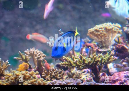 Der blaue tang-Fisch, auch bekannt als Paracanthurus hepatus, ist eine Art von Indo-Pazifischen Surgeonfish, die im Aquarium schwimmt Stockfoto