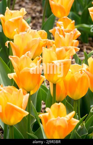 Orangefarbene Tulpen, Tulipa „Annie Schilder“ Stockfoto