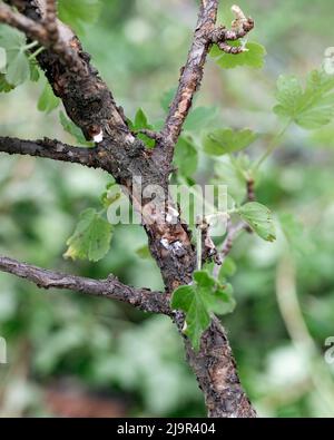 Pflanzenstamm stark befallen von Kalkabinsen Kokkoidea auf natürlichem Hintergrund, selektiver Fokus Stockfoto