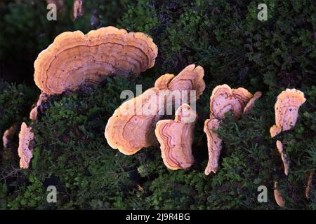 Pilze Im Dschungel Stockfoto