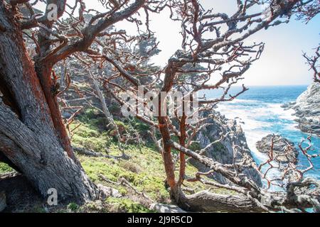 Monterey Zypressen bedeckt mit Orangenalgen (Trentepohlia flava) im Point Lobos State Park, Kalifornien. Stockfoto