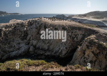 Brandts Kormorane (Urile penicillatus) Diese Seevögel brüten auf der Vogelinsel vor der Küste des Point Lobos State Natural Reserve, Kalifornien, USA. Stockfoto