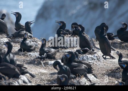 Brandts Kormorane (Urile penicillatus) Diese Seevögel brüten auf der Vogelinsel vor der Küste des Point Lobos State Natural Reserve, Kalifornien, USA. Stockfoto