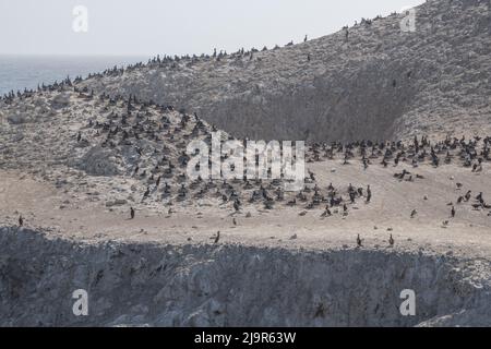 Brandts Kormorane (Urile penicillatus) Diese Seevögel brüten auf der Vogelinsel vor der Küste des Point Lobos State Natural Reserve, Kalifornien, USA. Stockfoto