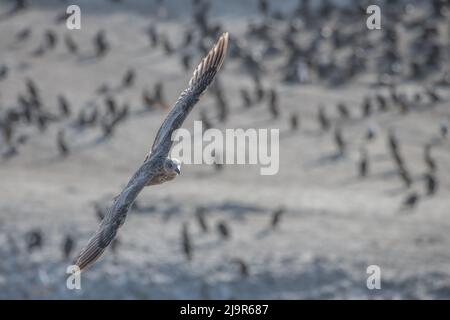 Eine fliegende Westmöwe (Larus occidentalis), deren braunes Gefieder anzeigt, dass sie ein Jungtier ist. Im Point lobos State Natural Reserve, Kalifornien. Stockfoto