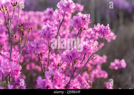 Nahaufnahme der Blüten von Rhododendron dauricum. Beliebte Namen Rosmarin, maral. Russland. Wladiwostok Stockfoto