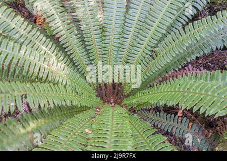 NZ-Kronfarn oder Lomaria verfärben sich im Kepler-Wald Südinsel Neuseeland. Stockfoto
