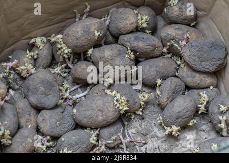 Gekeimte Kartoffelknollen aus der Nähe, unsachgemäße Lagerung von Gemüse Stockfoto