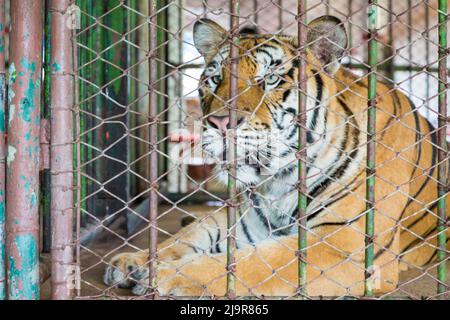 Nahaufnahme des Gesichts des bengalischen Tigers im Käfighintergrund Stockfoto