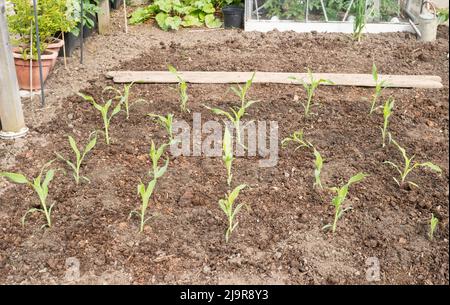 Junge Mais-Pflanzen, Sorte Earliking F1, angeordnet in einem Block, um die Bestäubung auf einem Zuteilungsgarten in England, Großbritannien zu unterstützen Stockfoto