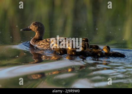 Weibliche Mallard (Anas platyrhynchos), die mit ihrer Brut aus winzigen Entenküken, Norfolk, schwimmt Stockfoto