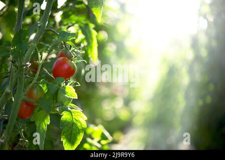 Reife rote Pflaumentomaten in grünem Laub auf Busch. Anbau von Gemüse im Gewächshaus Stockfoto