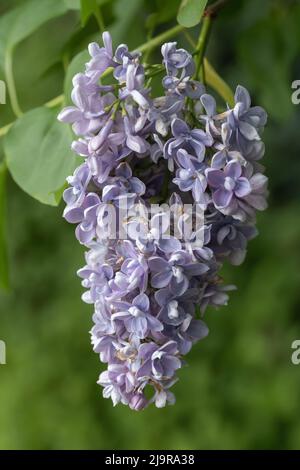 Gemeine Lilac Syringa vulgaris Marechal Lannes blühende Blüten, blühende Pflanze in der Familie der Olivengewächse Oleaceae. Stockfoto
