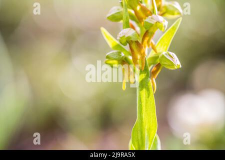 Die Froschorchidee (Coeloglossum viride) ist eine Gattung blühender Pflanzen aus der Orchideenfamilie Orchidaceae. Stockfoto