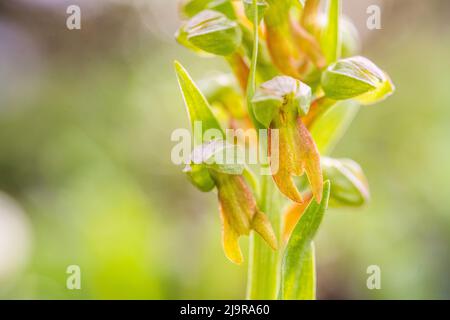 Die Froschorchidee (Coeloglossum viride) ist eine Gattung blühender Pflanzen aus der Orchideenfamilie Orchidaceae. Stockfoto