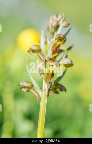 Die Froschorchidee (Coeloglossum viride) ist eine Gattung blühender Pflanzen aus der Orchideenfamilie Orchidaceae. Stockfoto