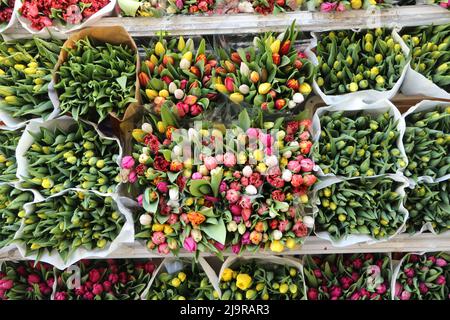Mehrfarbige Tulpensträuße zum Verkauf auf dem niederländischen Blumenmarkt in Utrecht, Niederlande Stockfoto