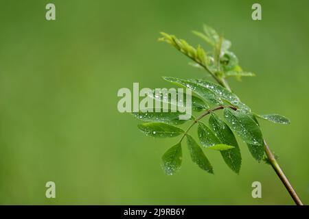 Regentropfen auf Eberesche. Europäische Gebirgsasche (Sorbus aucuparia), Natur oder Wetterhintergrund Stockfoto