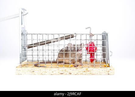 Hausmaus in Live-Capture-Mausfalle gefangen, Nahaufnahme. Ein niedliches kleines Nagetier in einem lebenden Käfig auf weißem Hintergrund. Menschliche Wege, um eine Maus zu fangen i Stockfoto