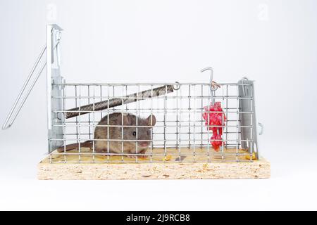 Hausmaus in Live-Capture-Mausfalle gefangen, Nahaufnahme. Ein niedliches kleines Nagetier in einem lebenden Käfig auf weißem Hintergrund. Menschliche Wege, um eine Maus zu fangen i Stockfoto