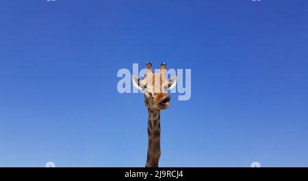 Giraffe mit aushängender Zunge, mit blauem Himmel als Hintergrundfarbe. Giraffe, Kopf und Gesicht gegen einen blauen Himmel ohne Wolken mit Kopierraum. Giraffa Stockfoto