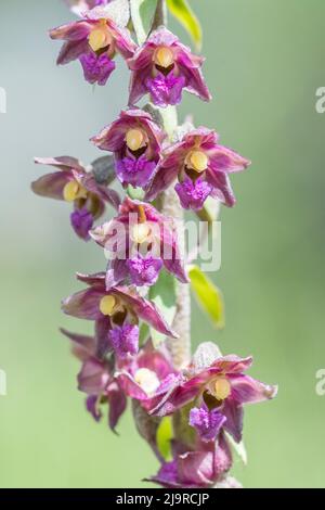 Epipactis atrorubens, der dunkel-Rote Waldvöglein oder Royal Waldvöglein, ist eine krautartige Pflanze in der Familie der Orchideen, Orchidaceae. Stockfoto