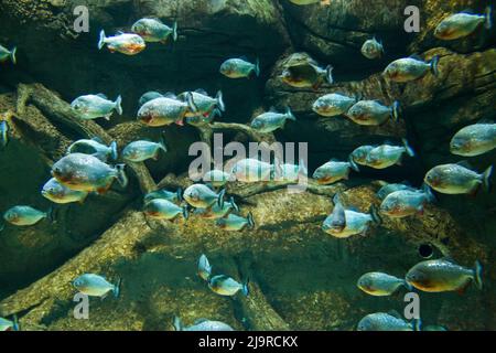 Eine Schar von Piranhas schwimmt in der Natur. Stockfoto