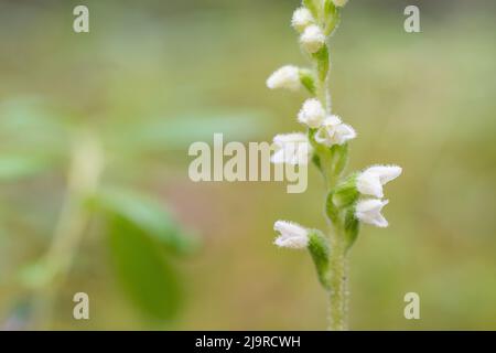 Goodyera repens, eine Orchidee der Gattung Goodyera, wird im anglophonen Europa unter dem gebräuchlichen Namen schleichende Frauentränen genannt. Stockfoto