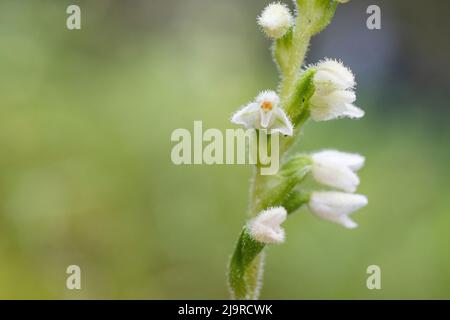 Goodyera repens, eine Orchidee der Gattung Goodyera, wird im anglophonen Europa unter dem gebräuchlichen Namen schleichende Frauentränen genannt. Stockfoto