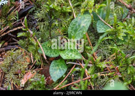 Goodyera repens, eine Orchidee der Gattung Goodyera, wird im anglophonen Europa unter dem gebräuchlichen Namen schleichende Frauentränen genannt. Stockfoto