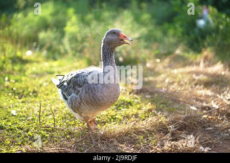 Hausgänse auf einer Wiese. Gänse im Gras, Hausvögel, Herde Gänse Stockfoto