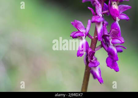 Hybrid Orchis mascula × pallens, Hybrid zwischen früh-lila Orchidee und blasse Orchidee. Stockfoto