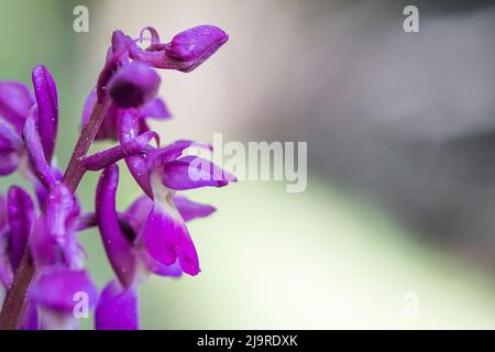 Hybrid Orchis mascula × pallens, Hybrid zwischen früh-lila Orchidee und blasse Orchidee. Stockfoto