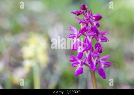 Hybrid Orchis mascula × pallens, Hybrid zwischen früh-lila Orchidee und blasse Orchidee. Stockfoto