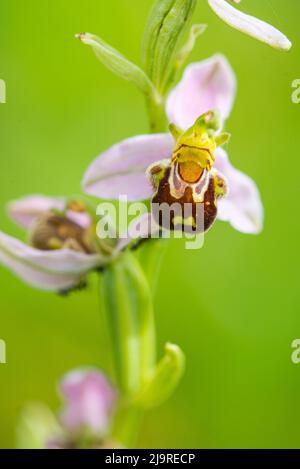 Ophrys apifera, in Europa als Bienenorchidee bekannt, ist eine mehrjährige krautige Pflanze der Familie Orchidaceae. Stockfoto