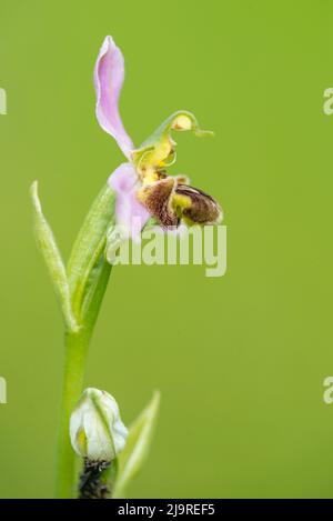 Ophrys apifera, in Europa als Bienenorchidee bekannt, ist eine mehrjährige krautige Pflanze der Familie Orchidaceae. Stockfoto