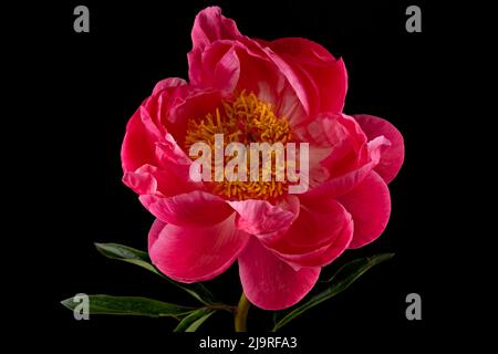 Wunderschöne rosa Pfingstrose Blume, fotografiert vor einem schlichten schwarzen Hintergrund Stockfoto