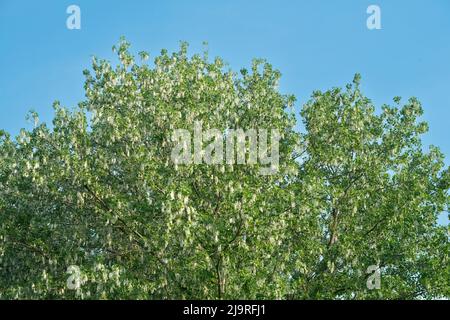 Italien, Lombardei, Samen von einem schwarzen Pappelbaum, Populus Nigra Stockfoto