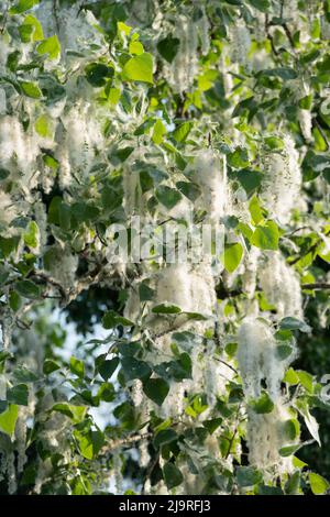 Italien, Lombardei, Samen von einem schwarzen Pappelbaum, Populus Nigra Stockfoto