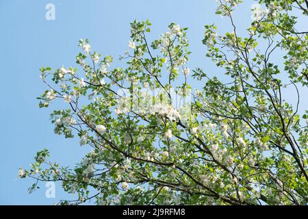 Italien, Lombardei, Samen von einem schwarzen Pappelbaum, Populus Nigra Stockfoto