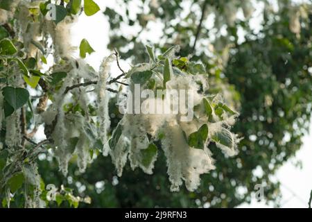 Italien, Lombardei, Samen von einem schwarzen Pappelbaum, Populus Nigra Stockfoto