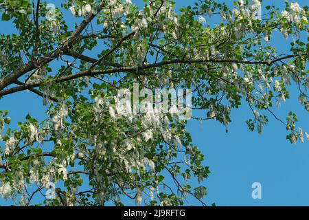 Italien, Lombardei, Samen von einem schwarzen Pappelbaum, Populus Nigra Stockfoto